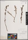 Foto von Salix eleagnos Scop.